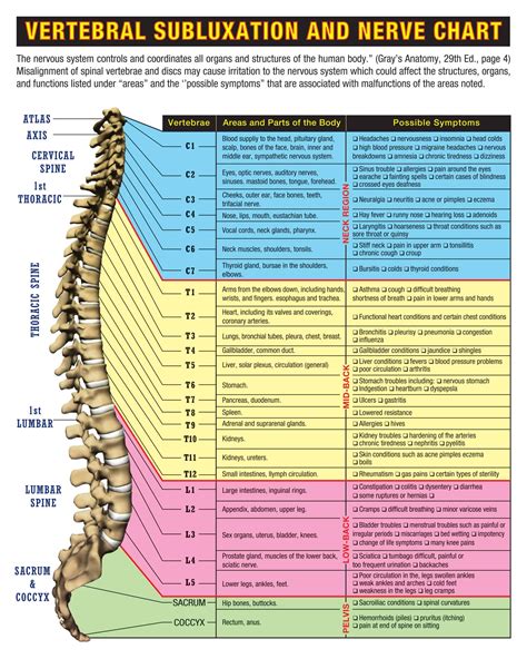 Spinal Nerve Chart Poster