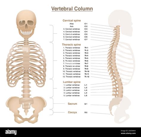 Spine Chart With Numbers