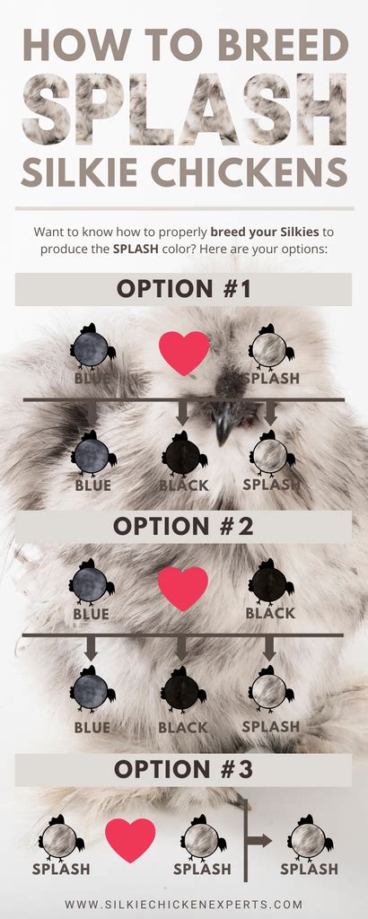 Splash Silkie Breeding Chart