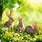 Spring Bunny Background