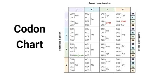 Square Codon Chart