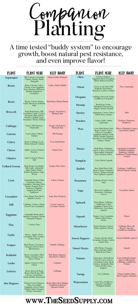 Squash Companion Planting Chart