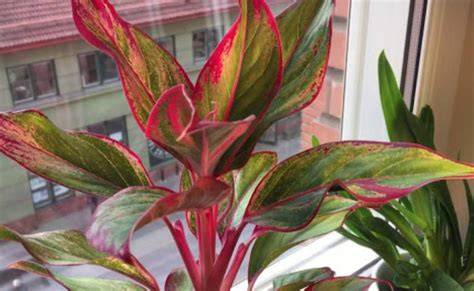 Sri Rejeki (Aglaonema) tanaman hias rimbun