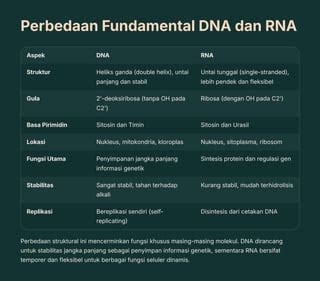 Stabilitas DNA dan RNA