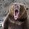 Standing Grizzly Bear Attack