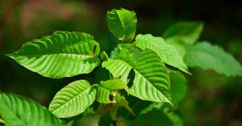 Status Kratom di Indonesia: Antara Ekspor dan Regulasi