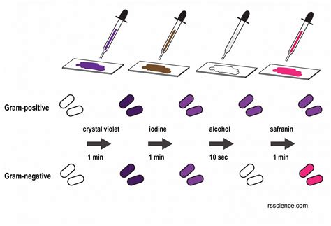 Steps of Gram Staining