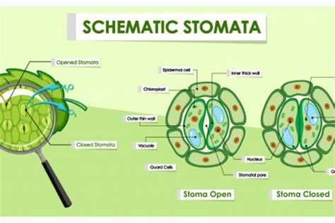 Stomata pada daun