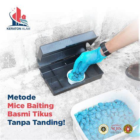 Strategi Basmi Tikus