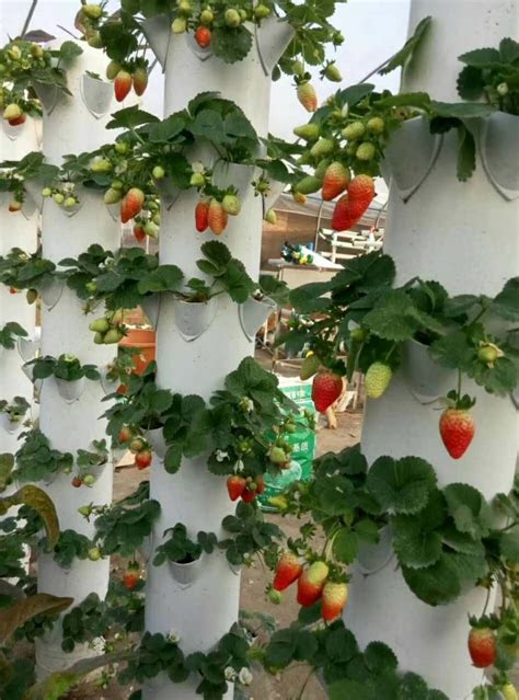 Strawberries in Vertical Hydroponics Tower