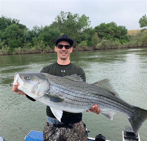 Striped Bass Fishing in the Feather River
