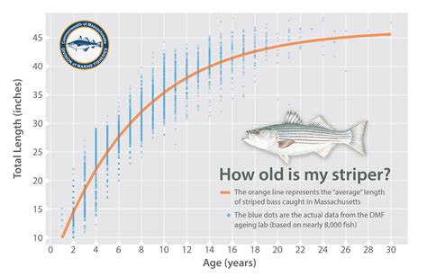 Striped Bass Length To Weight Chart