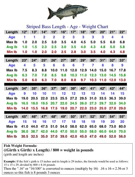Striped Bass Weight Chart