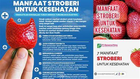 Stroberi Kaya Manfaat
