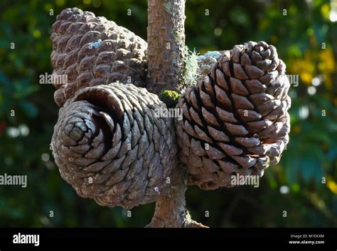Strobilus Pinus
