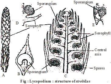 Strobilus of Lycopodium