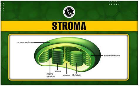 Stroma
