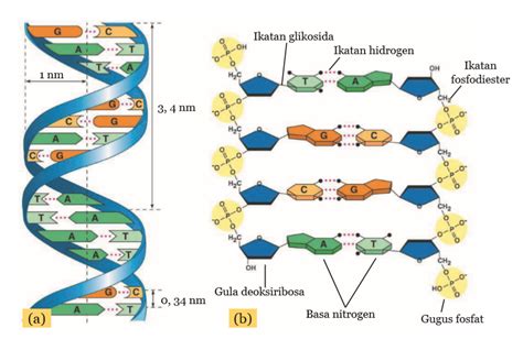 Struktur Gula DNA dan RNA