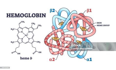 Struktur Hemoglobin