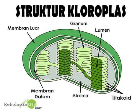 Struktur Kloroplas