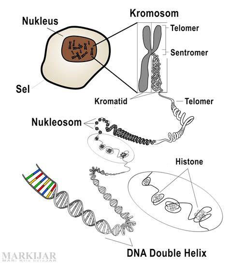 Struktur Kromosom