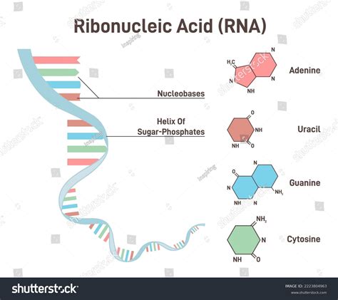 Struktur RNA