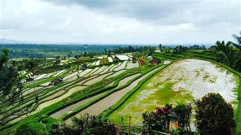 Subak System in Bali