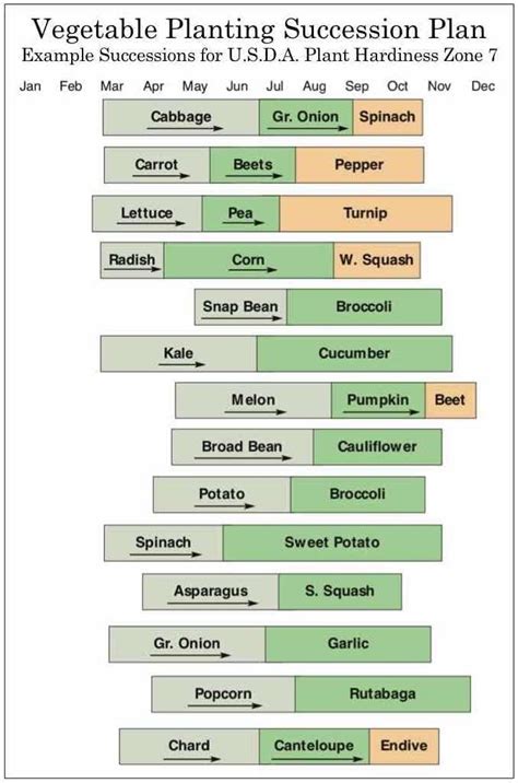 Succession Planting Chart Zone 7