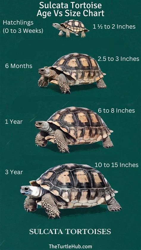 Sulcata Tortoise Growth Chart