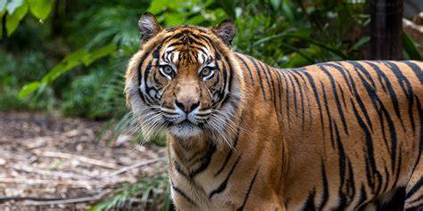 Sumatran Tiger