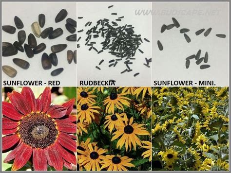 Sunflower Seed Identification Chart