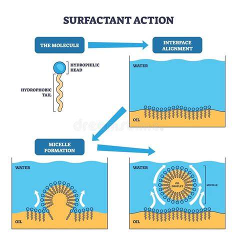 Surfactant action