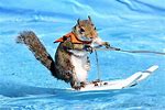 Surfing Squirrel