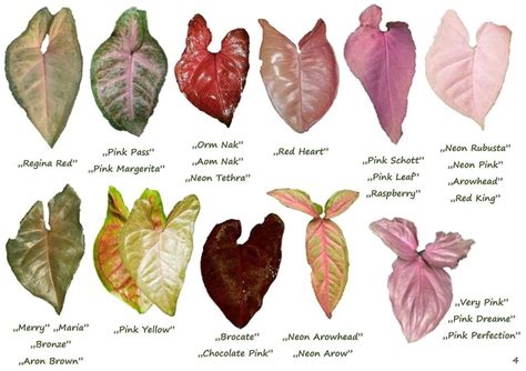 Syngonium Varieties Chart
