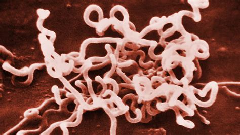 Syphilis bacteria