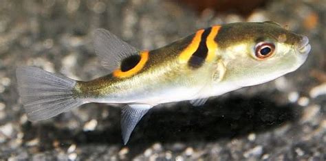 Takifugu Puffer Fish