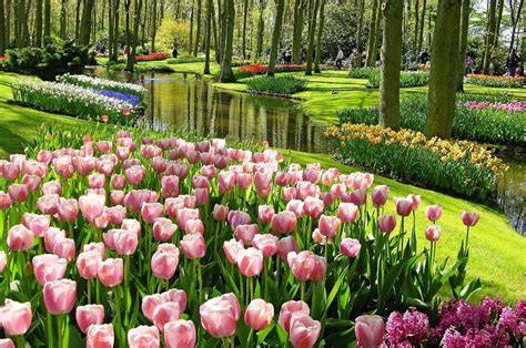 Taman bunga indah seperti di Belanda