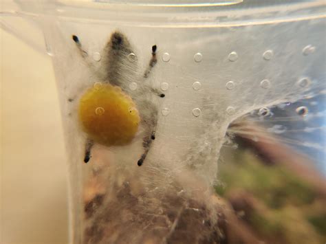 Female Egg Sac Pictures
