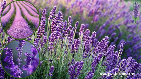 Tanaman Lavender