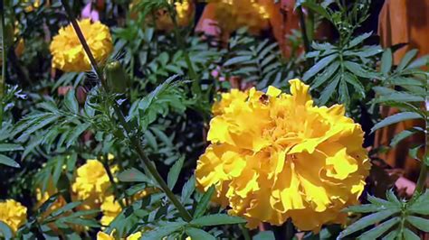 Tanaman Marigold