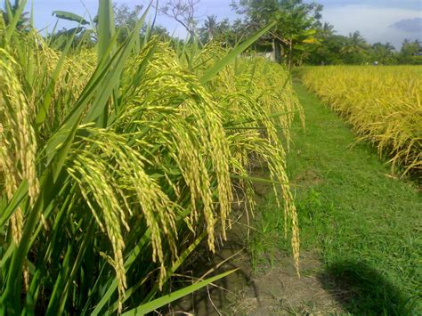 Beberapa contoh variasi nama latin tanaman padi