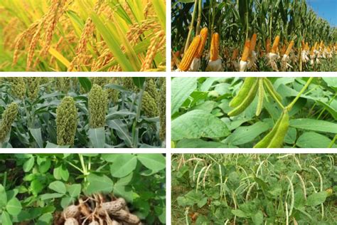 Tanaman Pangan Semusim: Sumber Karbohidrat dan Nutrisi