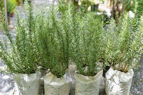 Tanaman Rosemary