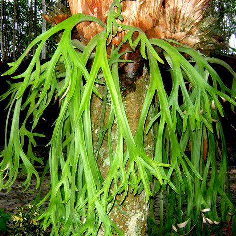 Tanduk Rusa