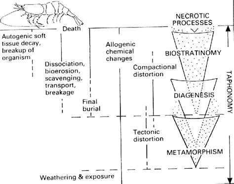 Taphonomy