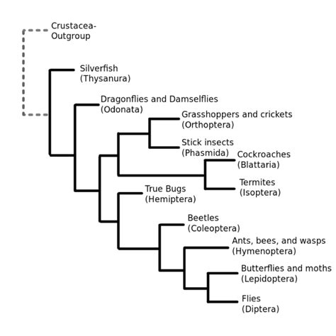 Taxonomy Of Insects Chart