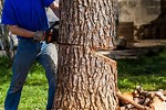 Technic in Cutting a Tree to Fall in a Certain Direction
