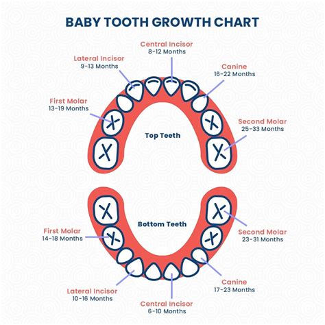 Teeth Coming In Chart