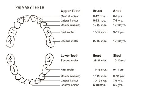 Teeth Number Chart Child