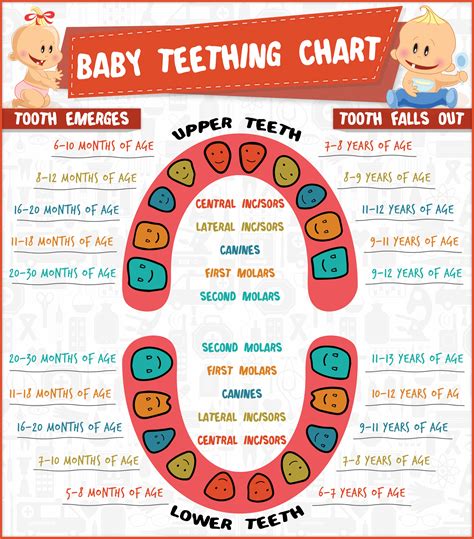 Teething Chart Printable